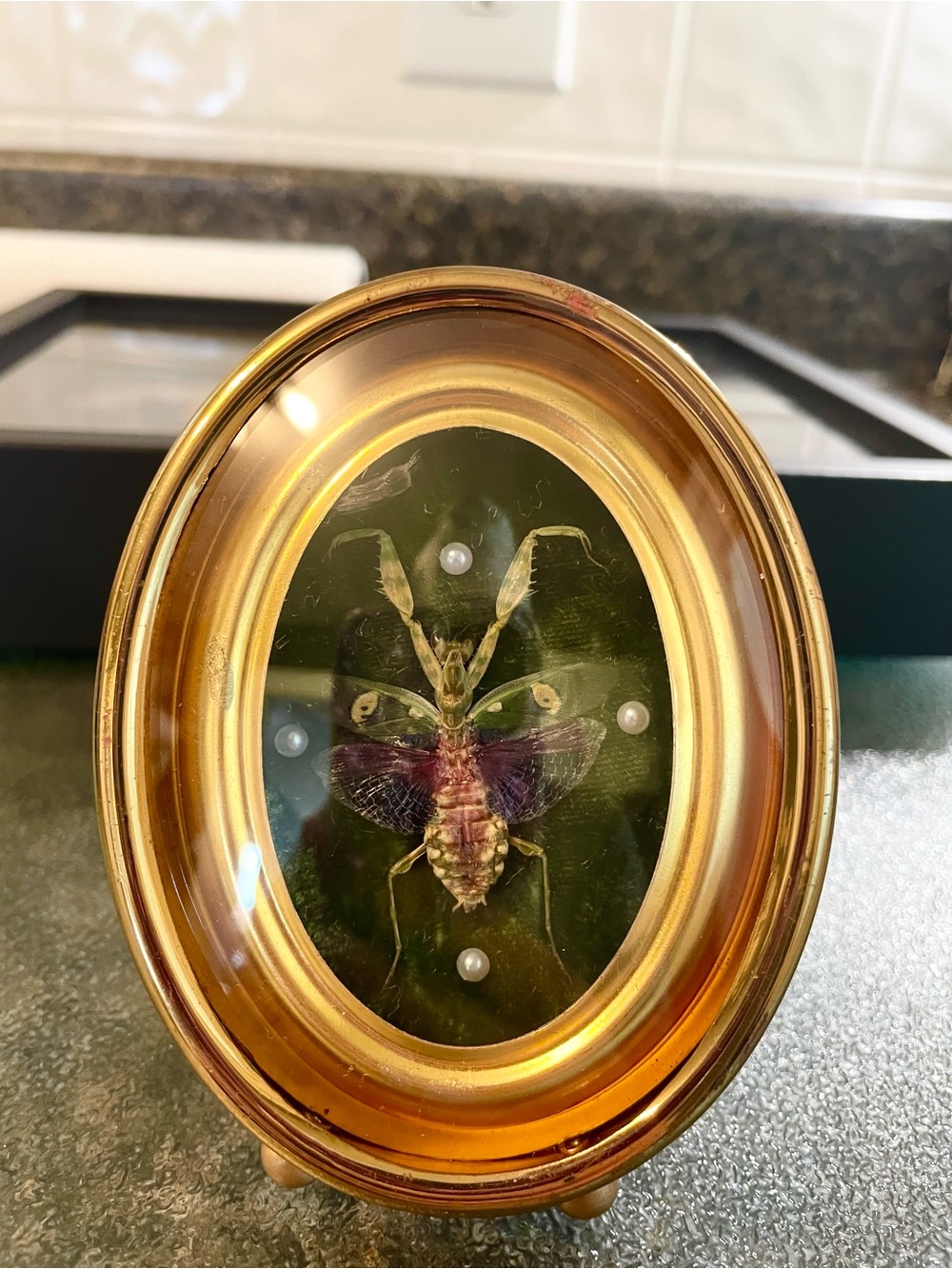 Gold Oval Praying Mantis Shadowbox Art - Decorative Home Accent